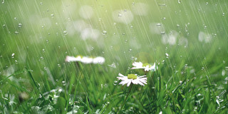 春天下雨绿色小清新自然春天雨水植物花卉展板背景